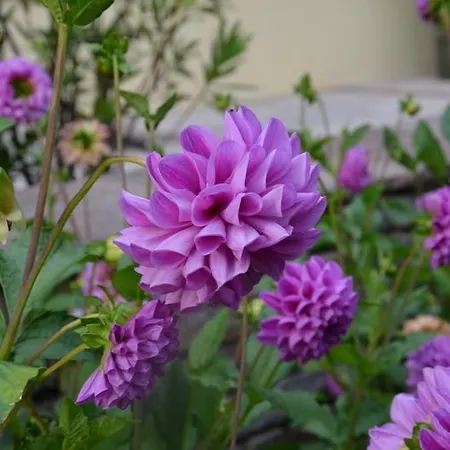 Hotel-pension Strolz Otel