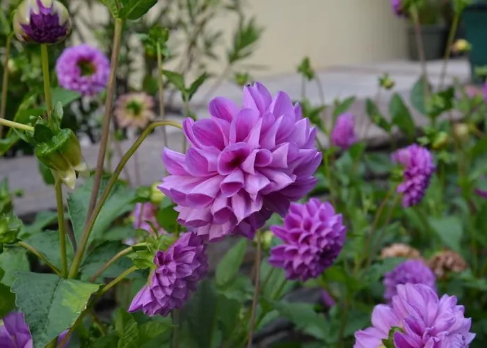 Hotel-pension Strolz Hotel