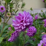 斯特洛尔兹膳食公寓酒店 酒店